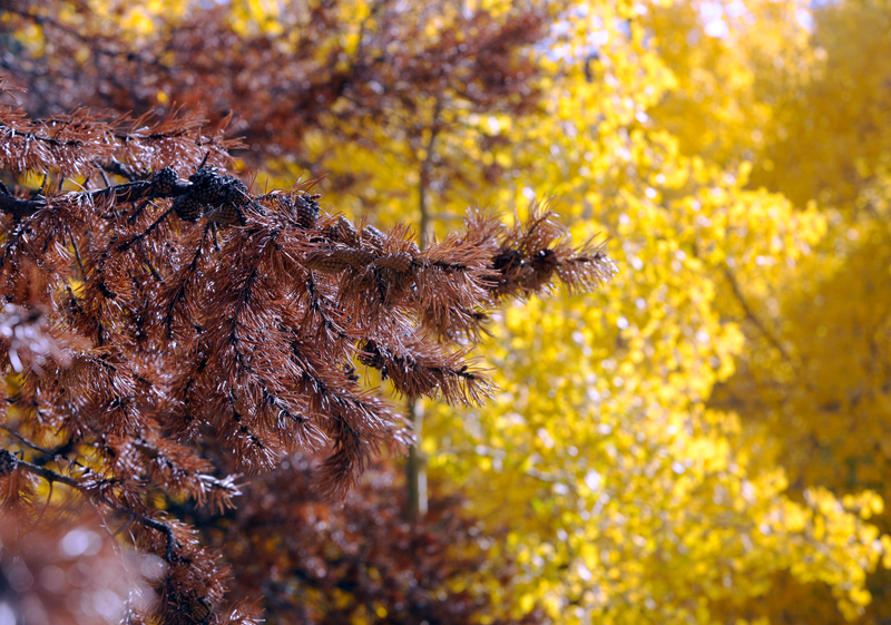 Red, dry pine needles from a tree ravaged by pine beetles, Keystone, Colorado, 2008. Photo credit: AP/David Zalubowski